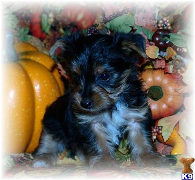 AKC  Yorkie