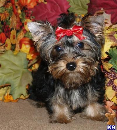 Dixie 