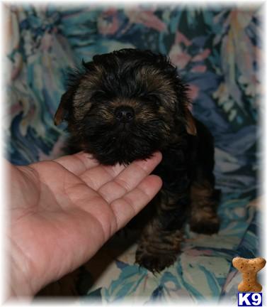 yorkies 