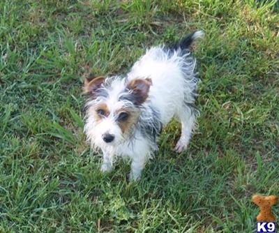 Akc Parti Pet 