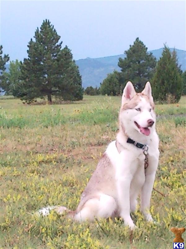 Prince Maxwell of Arroyo