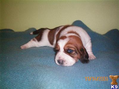 Christmas AKC Basset Hounds-Champion Bloodline