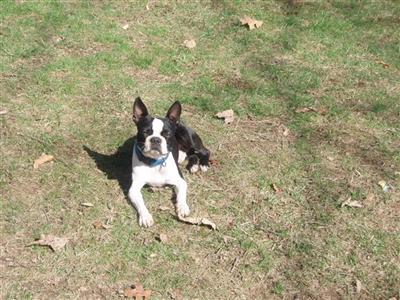 Bootsey Collins