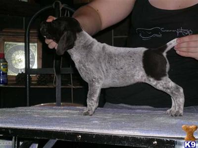 Show Female Puppy Available