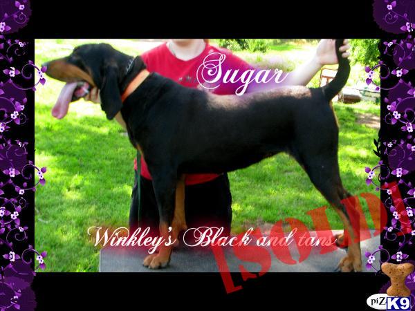 Setum Up Sugar