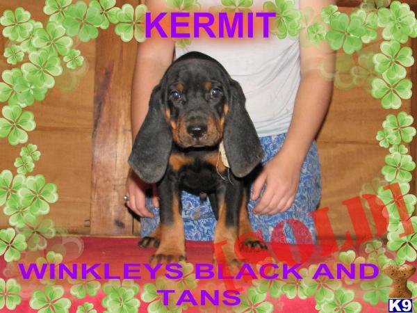 Kermit OLD FASHION TYPE www.winkeysblackandtans.com
