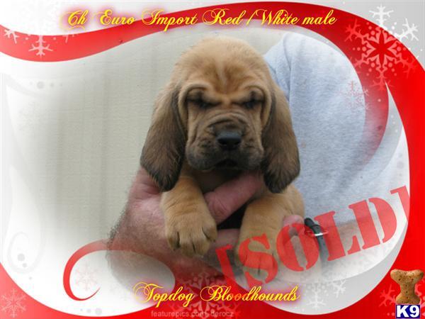 CHRISTMAS BRIGHTON CHAMPION PUPPIES Carman www.topdogbloodhounds.com