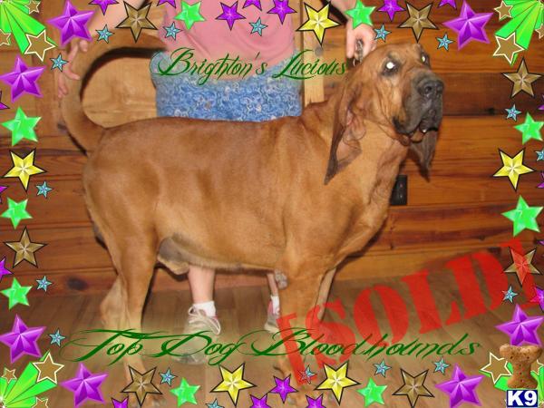 BLOOD TRACKER proven stud dog Police k9 producer www.topdogbloodhounds.com