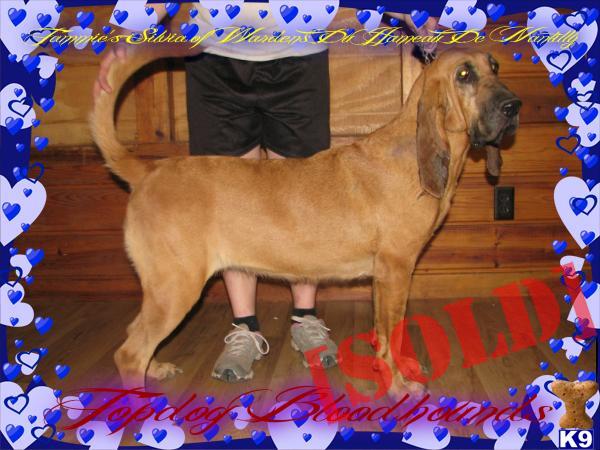 French Imported Bloodlines Show Pointed www.topdogbloodhounds.com