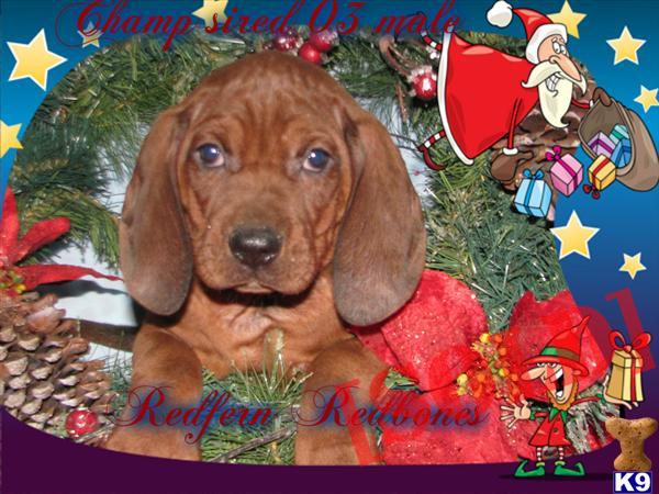 Christmas Ready Puppies High Quality  www.redfernredbones.com