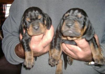 OLD FASHION OLD TYPE COONHOUNDS COMING SOON