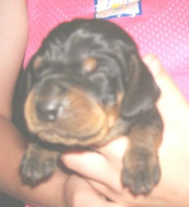 Grandnite Old Fashion puppies