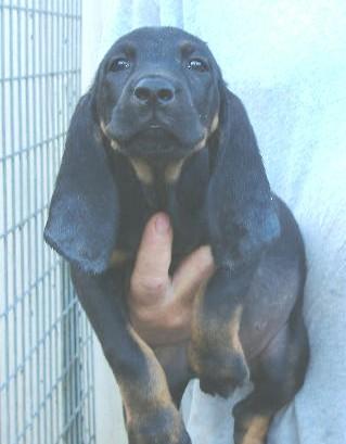 Old fashion Grandnite champion  COMING SOON