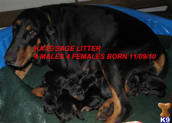 pkc UP COMING LITTER www.winkleysblackandtans.com - Black and Tan Coonhound Puppies for Sale