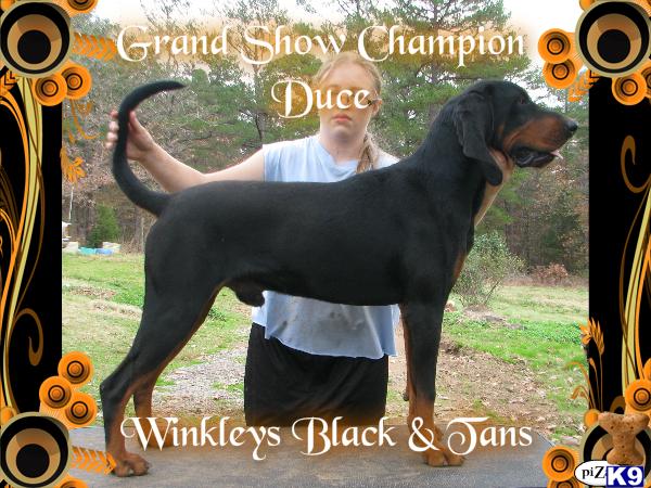 GRAND SHOW CHAMPION  www.winkleysblackandtans.com