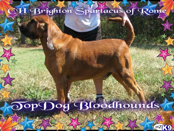 AKC Champion Spartucas   www.topdogbloodhounds.com