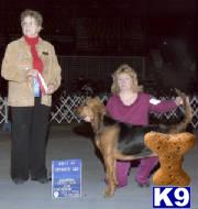AKC SHOW CHAMPION www.topdogbloodhounds.com