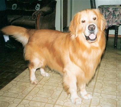 English Cream Golden Retrievers