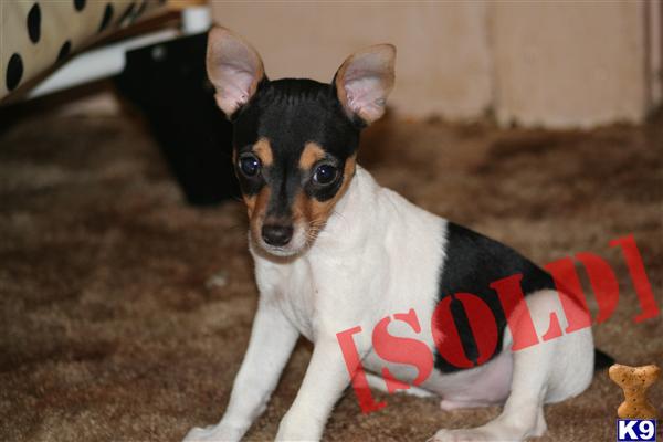APRI Toy Fox Terriers