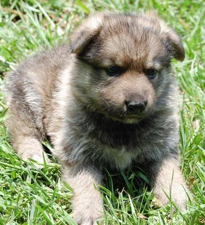 AKC German Shepherd Puppy