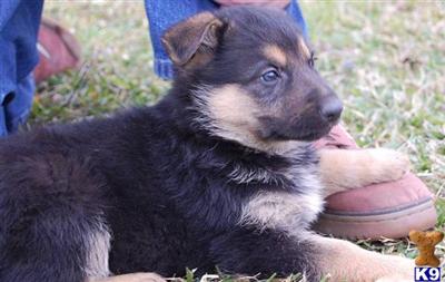 AKC GERMAN SHEPHERD PUPPIES