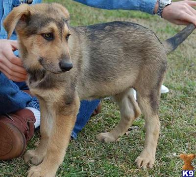 UNBORN AKC GERMAN SHEPHERD PUPPIES