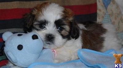 UNBORN CKC SHIH-POOs DUE 8/09
