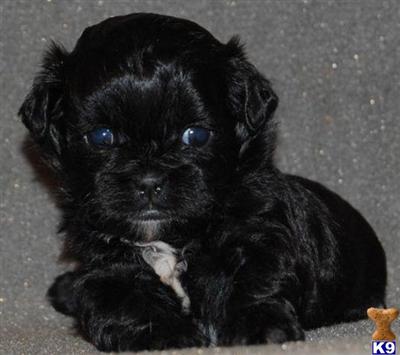 DUE in AUGUST SHIH-POOS