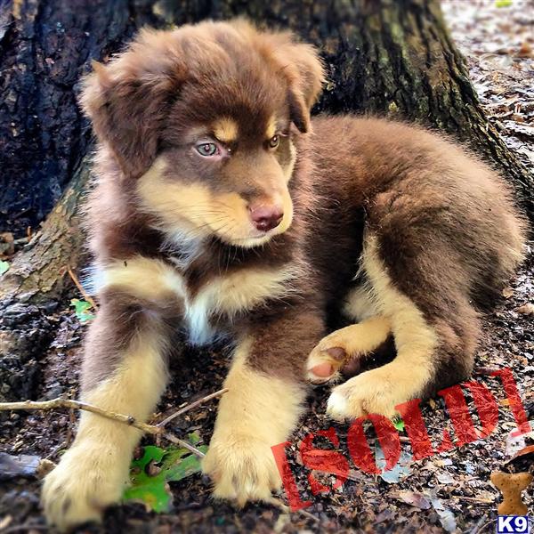 australian shepherd puppies nc free document moved australian shepherd puppies nc free document moved