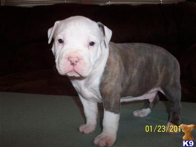Male American Staffordshire Terrier puppy for sale