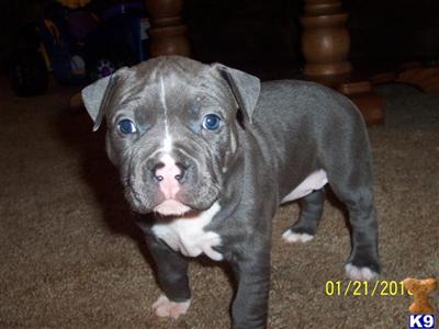Female American Staffordshire Terrier for sale