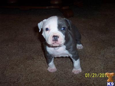 Female AKC American Staffordshire Terrier For Sale