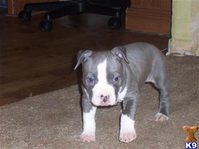 Female Staffordshire Terrier puppy for sale