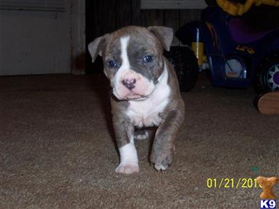 Female American Staffordshire Terrier for sale