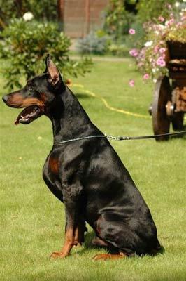 Pimms Number One Iz Doma Domeni Bloodlines x Animus Alvaro Di Altobello Bloodlines