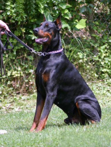 Superior Sized Litter Grand Sire is 130 lbs. 33 Tall