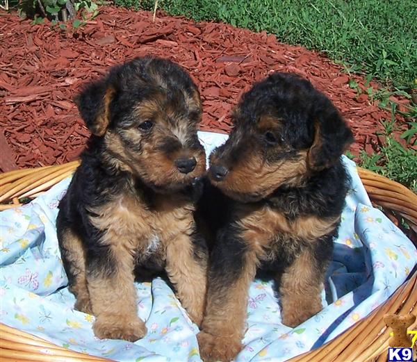 Welsh Terrier Puppies