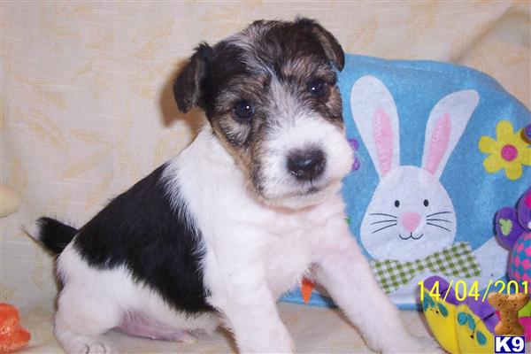 GET READY WIRE FOX PUPPIES, ADORABLE AND FUN