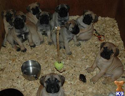Bullmastiff puppies