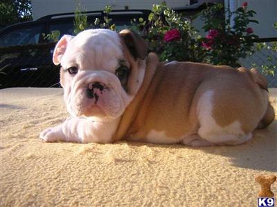english bulldog pups