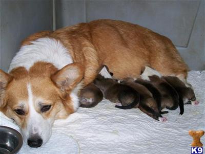 AKC Corgi pups for sale