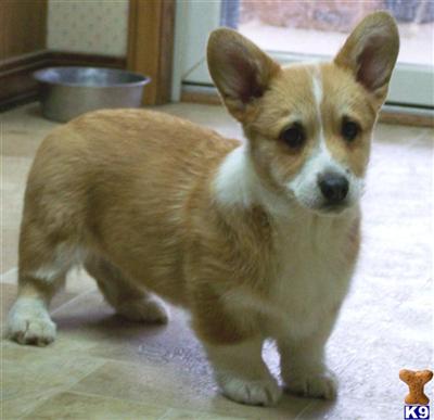AKC Corgi pups for sale