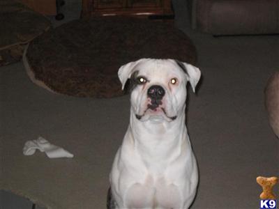 Dozer Licous D-licious