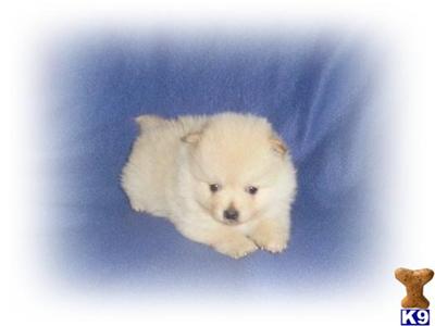 Pomeranian Puppies