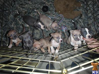 BLUE PIT BULL PUPPIES