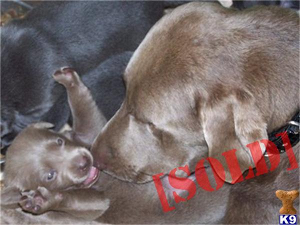 silver lab puppies for sale in va document moved silver lab puppies for sale in va document moved