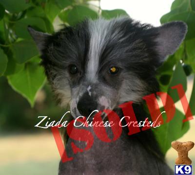 AKC Hairy Hairless Chinese Crest Male Puppy