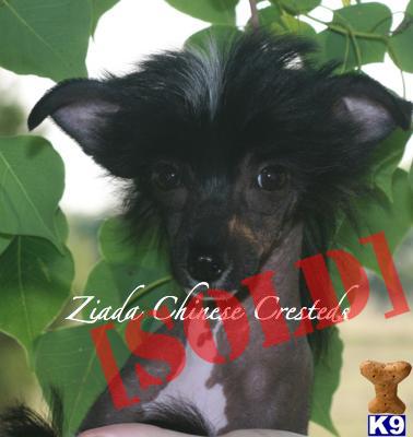 AKC Hairless Chinses Crested Female Puppy