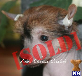 AKC Hariless Chinese Crested Female Puppy