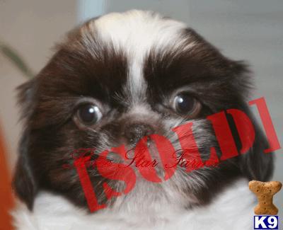 AKC Chocolate and White Male Shih Tzu
